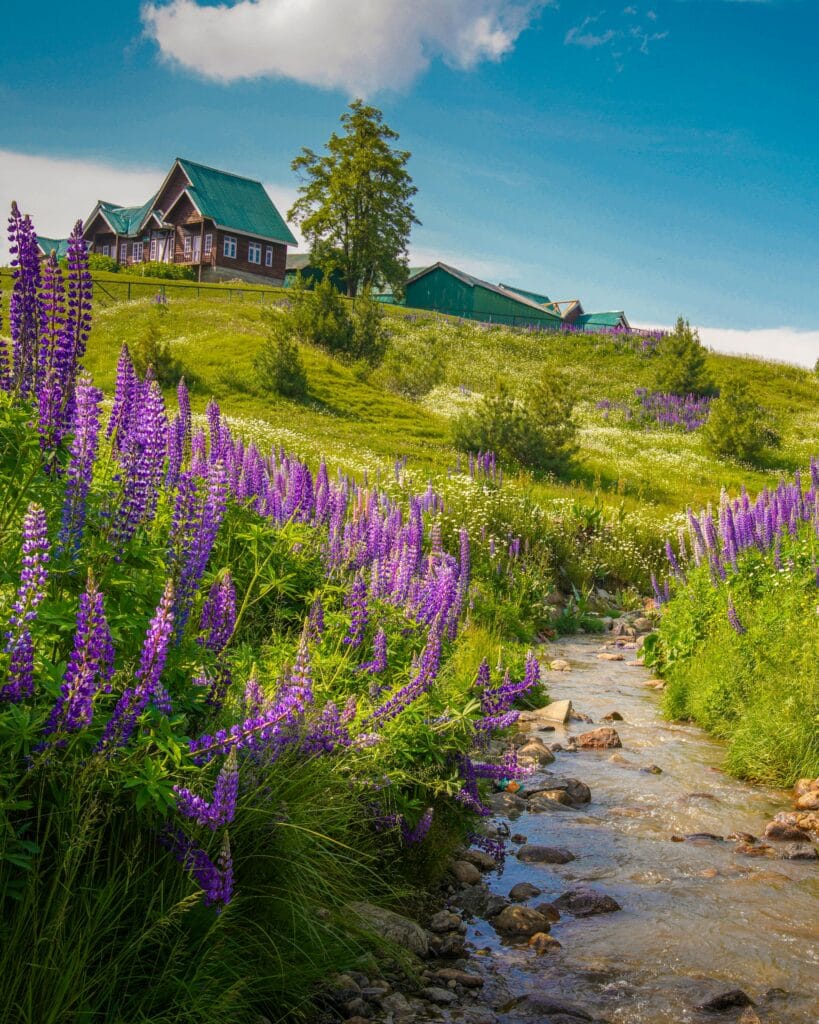 Explore the picturesque landscape of Gulmarg featuring vibrant purple lupines and charming cottages along a serene stream.